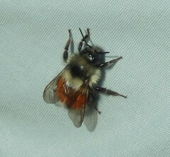 Bombus bifarius