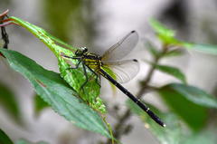 Leptogomphus sauteri formosanus