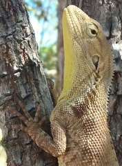 Chelosania brunnea