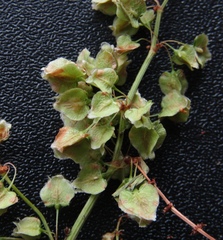 Rumex thianschanicus