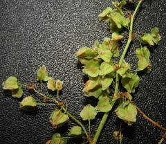 Rumex thianschanicus
