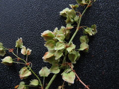 Rumex thianschanicus
