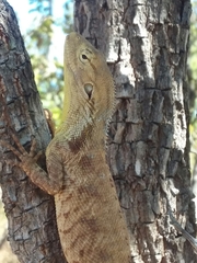 Chelosania brunnea