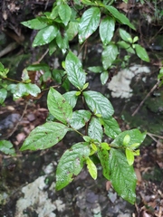 Rhododendron mariesii