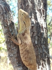 Chelosania brunnea