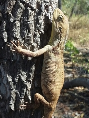 Chelosania brunnea