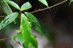 Leptogomphus sauteri formosanus