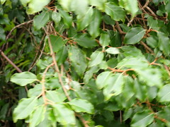 Elaeagnus thunbergii