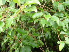 Elaeagnus thunbergii