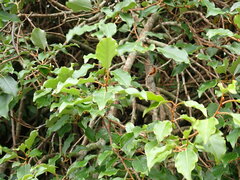 Elaeagnus thunbergii