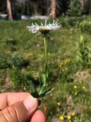 Erigeron grandiflorus
