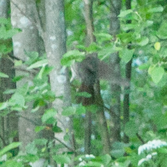 Muscicapa striata