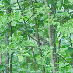Muscicapa striata
