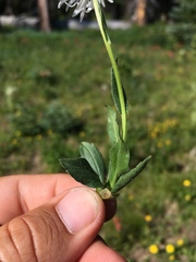 Erigeron grandiflorus