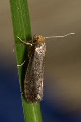 Cephimallota angusticostella