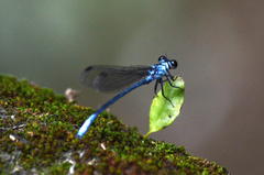 Bayadera brevicauda
