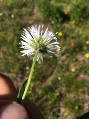Erigeron grandiflorus