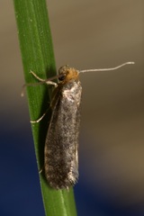 Cephimallota angusticostella