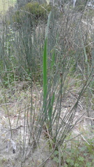 Lepidobolus drapetocoleus