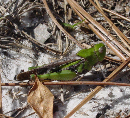 Southern Green-striped Grasshopper photo 3