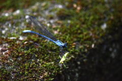 Bayadera brevicauda