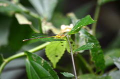 Ceriagrion fallax