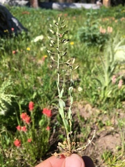 Noccaea fendleri