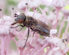 Lejogaster metallina