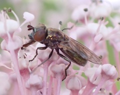 Lejogaster metallina