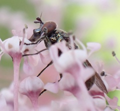 Lejogaster metallina