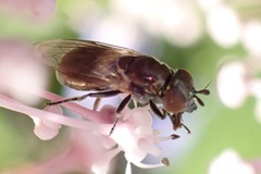 Lejogaster metallina