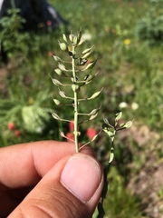 Noccaea fendleri