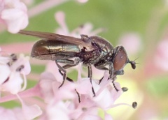 Lejogaster metallina