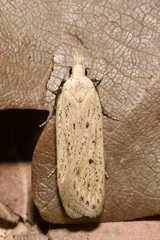 Nothris verbascella