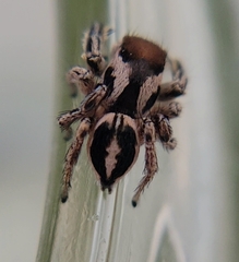 Habronattus dossenus