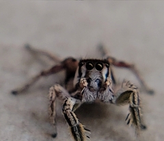 Habronattus dossenus