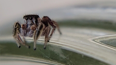 Habronattus dossenus