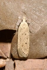 Nothris verbascella