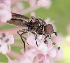 Lejogaster metallina