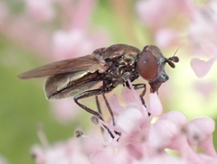 Lejogaster metallina