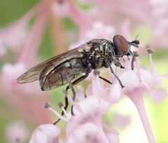 Lejogaster metallina