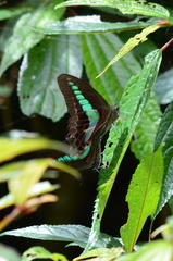 Graphium sarpedon connectens