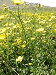 Ranunculus propinquus