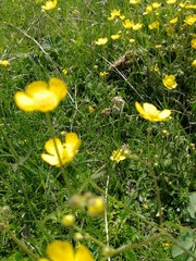 Ranunculus propinquus