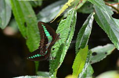 Graphium sarpedon connectens