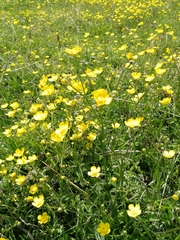 Ranunculus propinquus