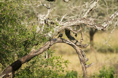 Myrmecocichla arnotti