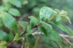 Fieldia australis