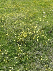 Ranunculus propinquus