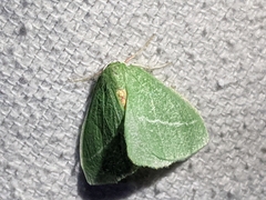 Chlorosea banksaria